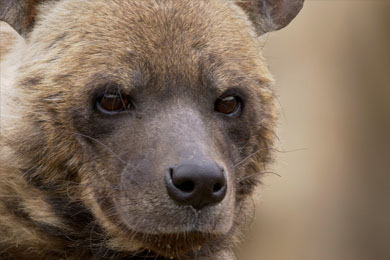 Hyena