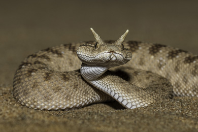 Viper
